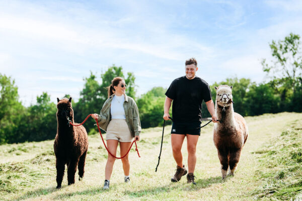 Alpaca Trek