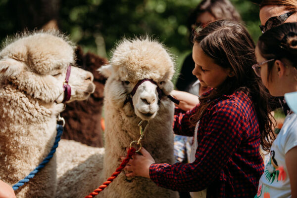 Alpaca Trek - Image 6