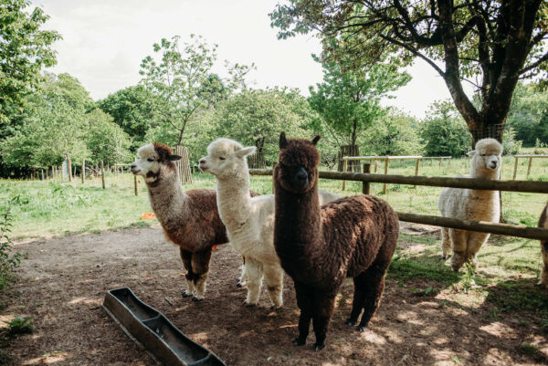 Alpaca Trek - Image 8