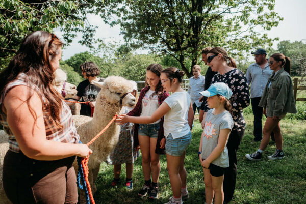 Alpaca Trek - Image 9